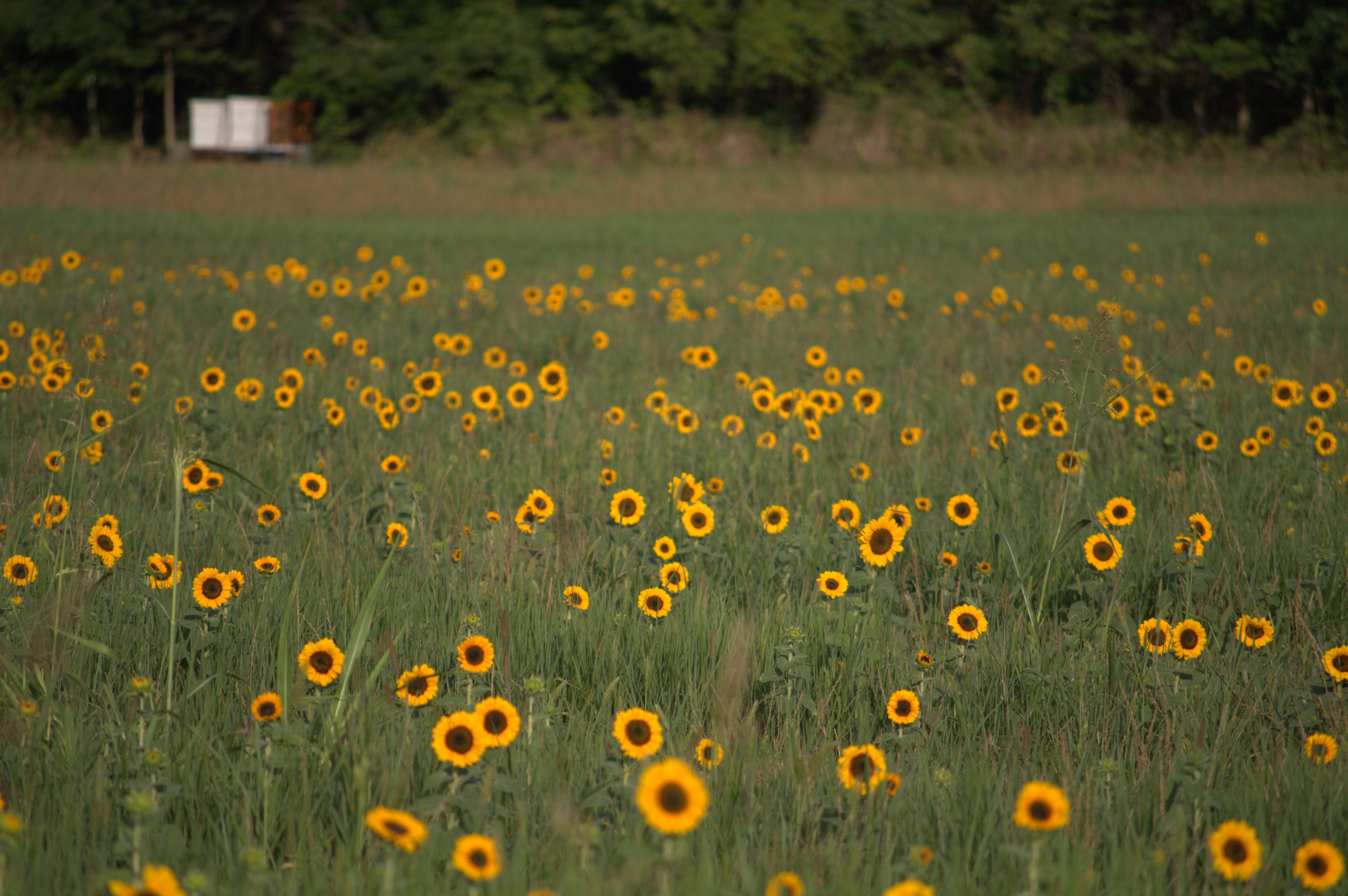 Vibrant yellow sunflower field under an evening sun