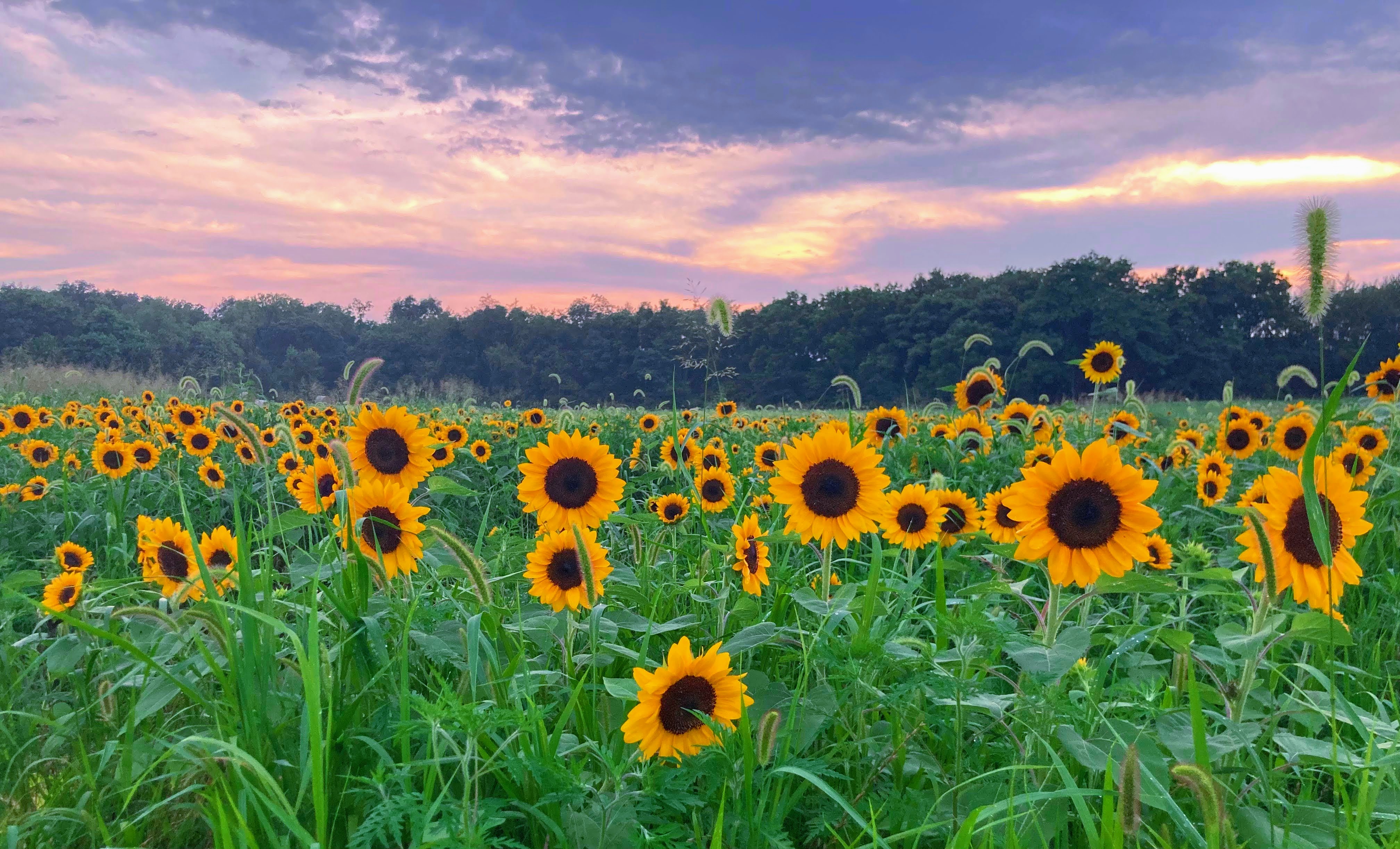 Breathtaking wide view of the blooming sunflower field at Ruff Life Farm