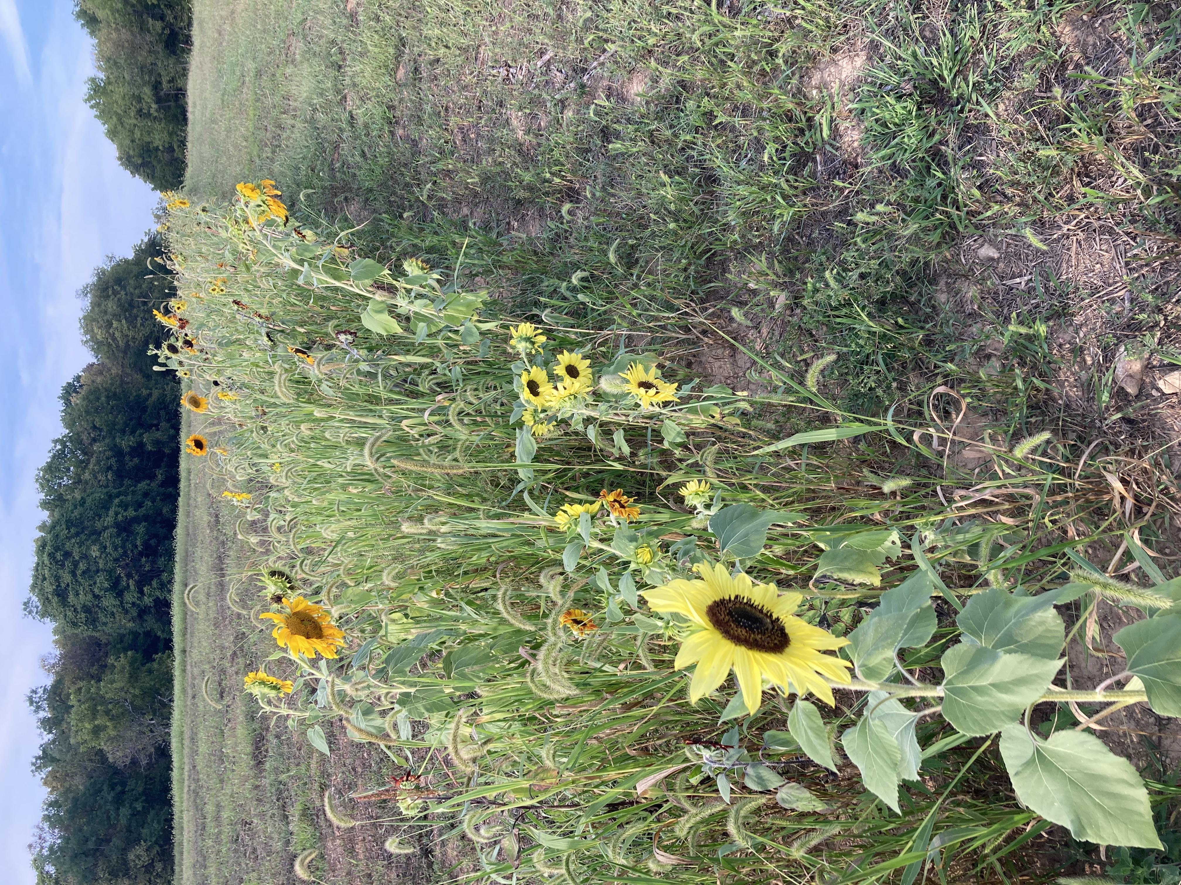 Sweeping sunflower fields blooming under blue skies at Ruff Life Farm