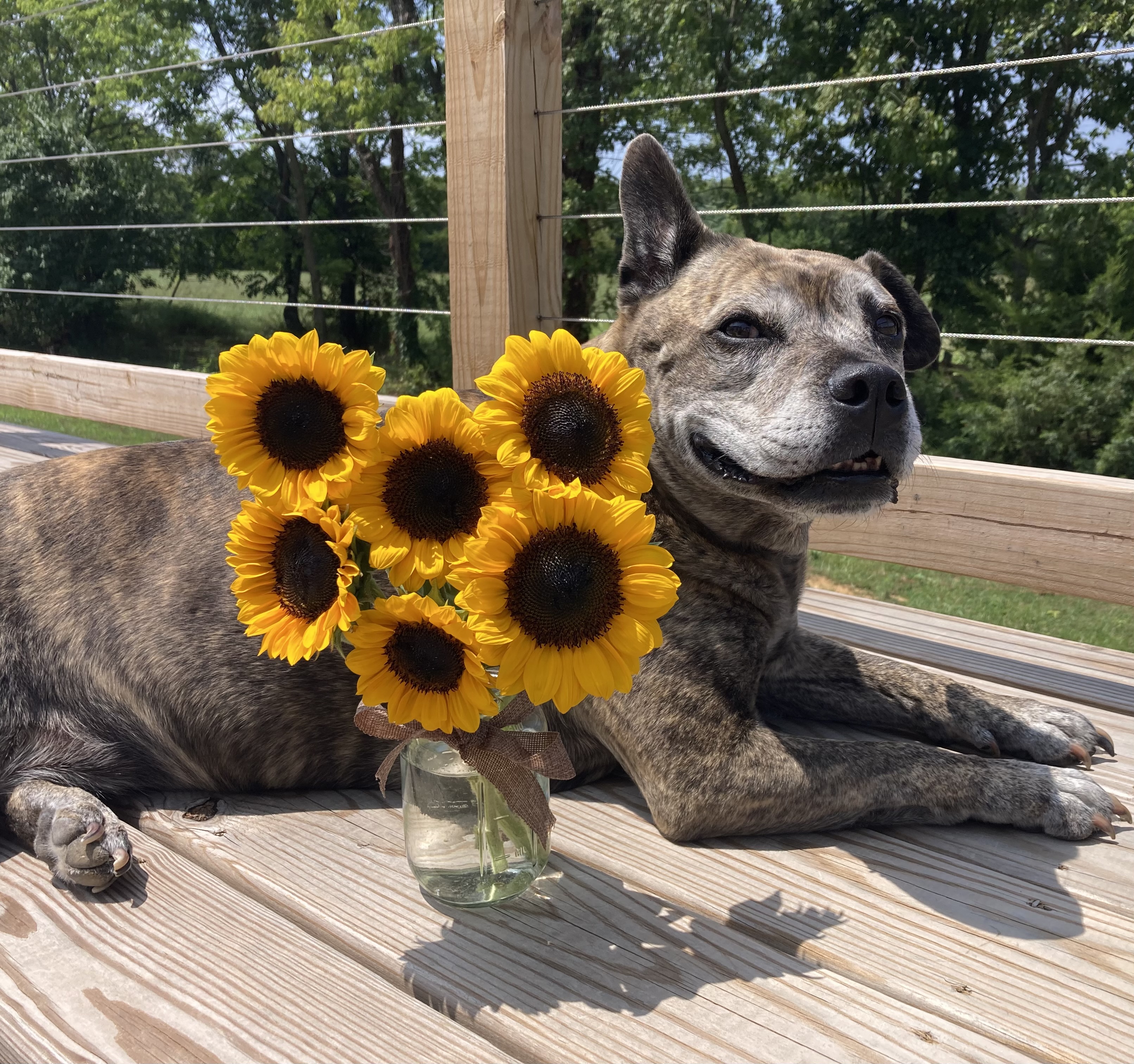 Our farm dog lying on the deck next to a gorgeous sunflower bouquet in a jar