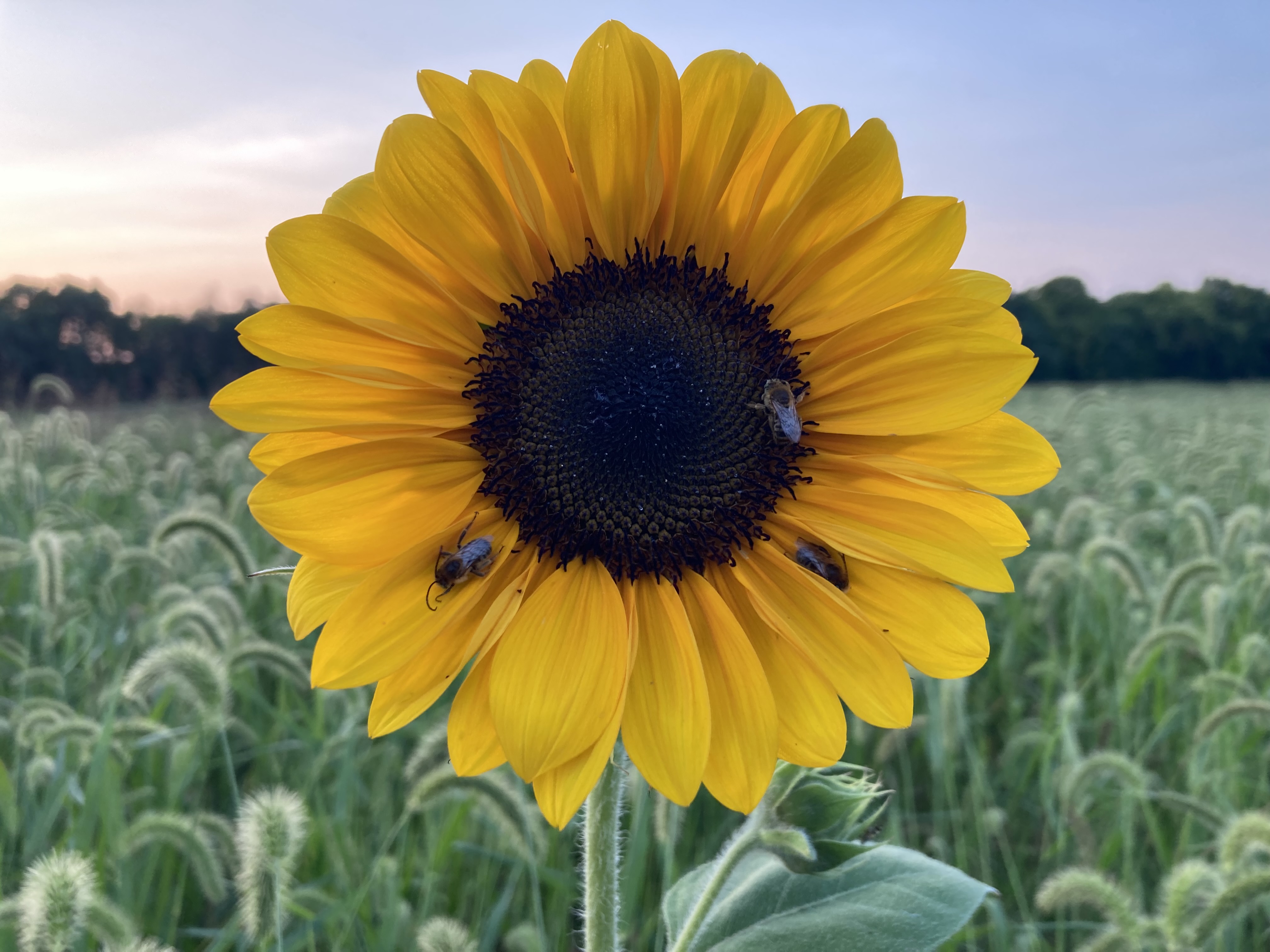 Close up of bees gathering nectar on a large sunflower head