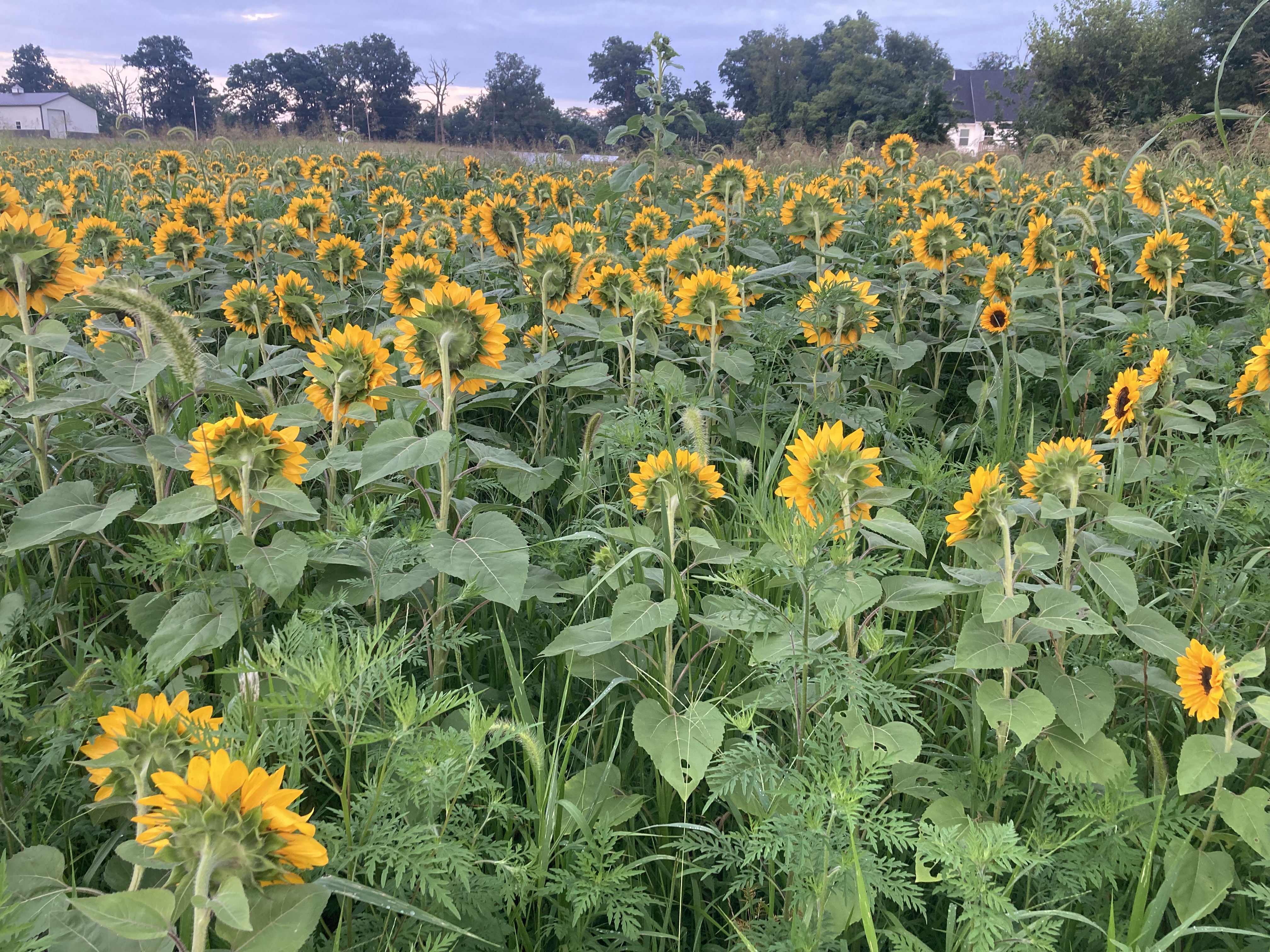 Our charming farm stand with raw honey and fresh cut sunflowers ready for visitors