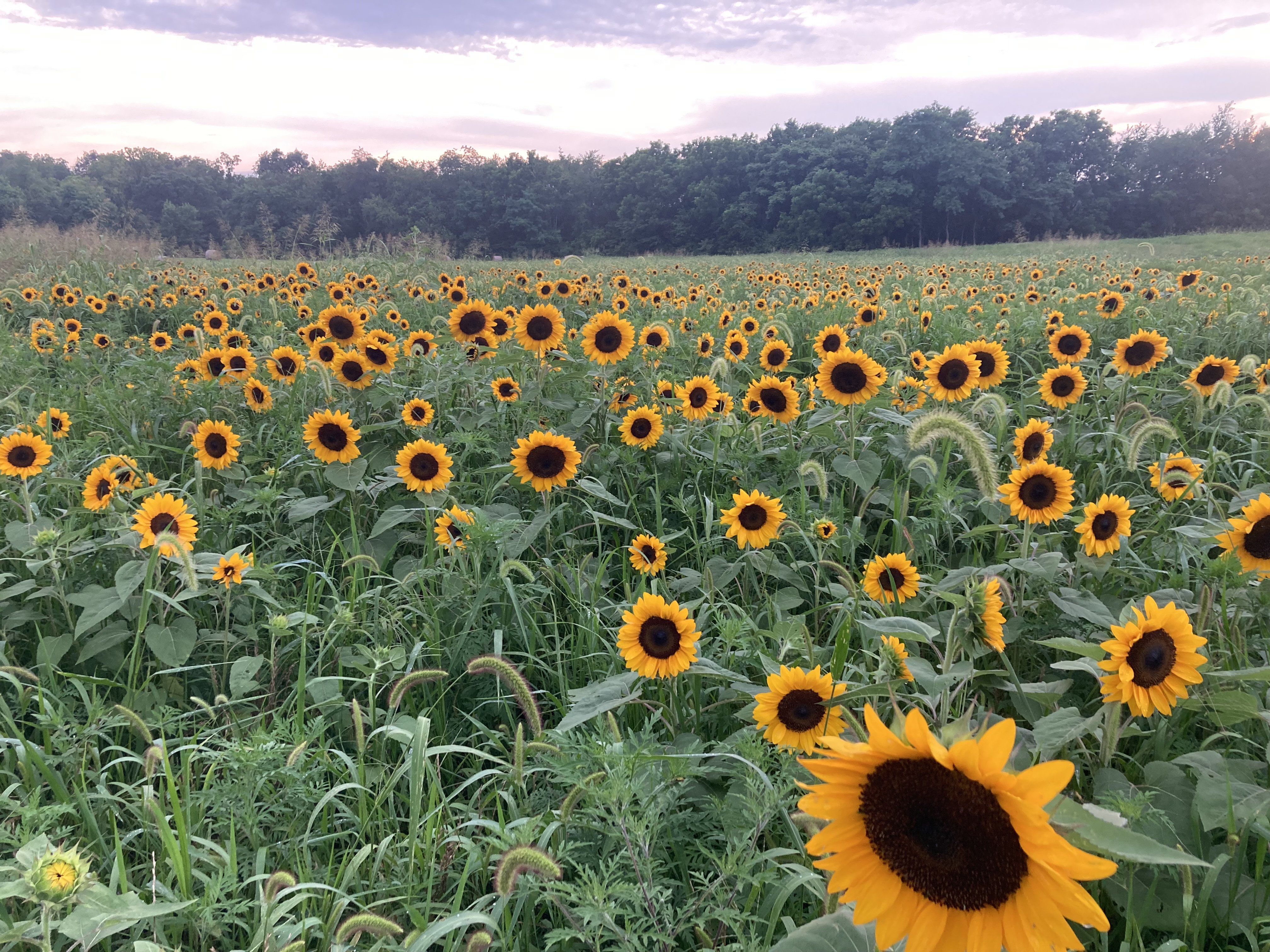 Beautiful sunflowers glowing in the warm golden hour sun
