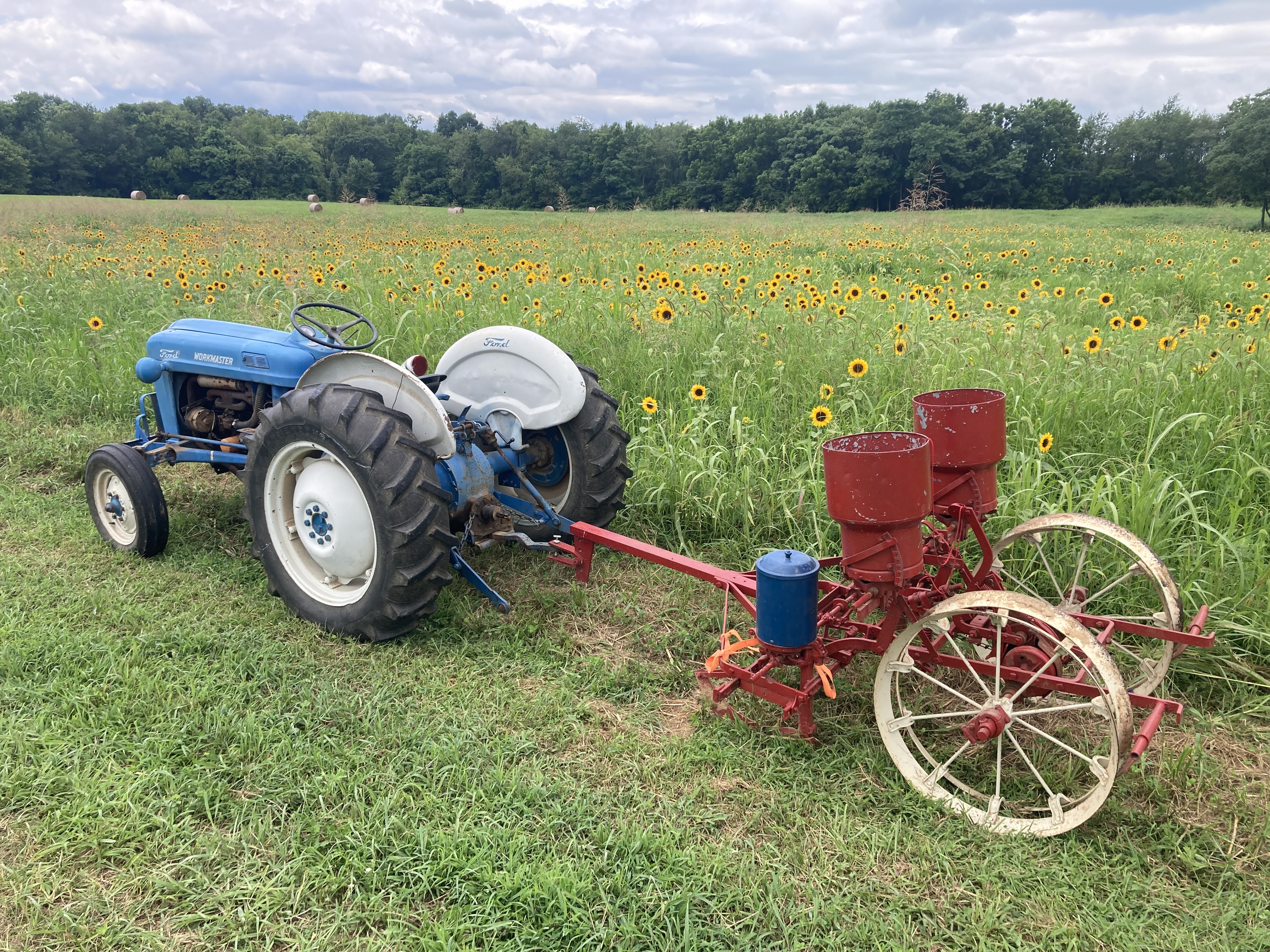 Vintage blue tractor sitting in the sunflower field