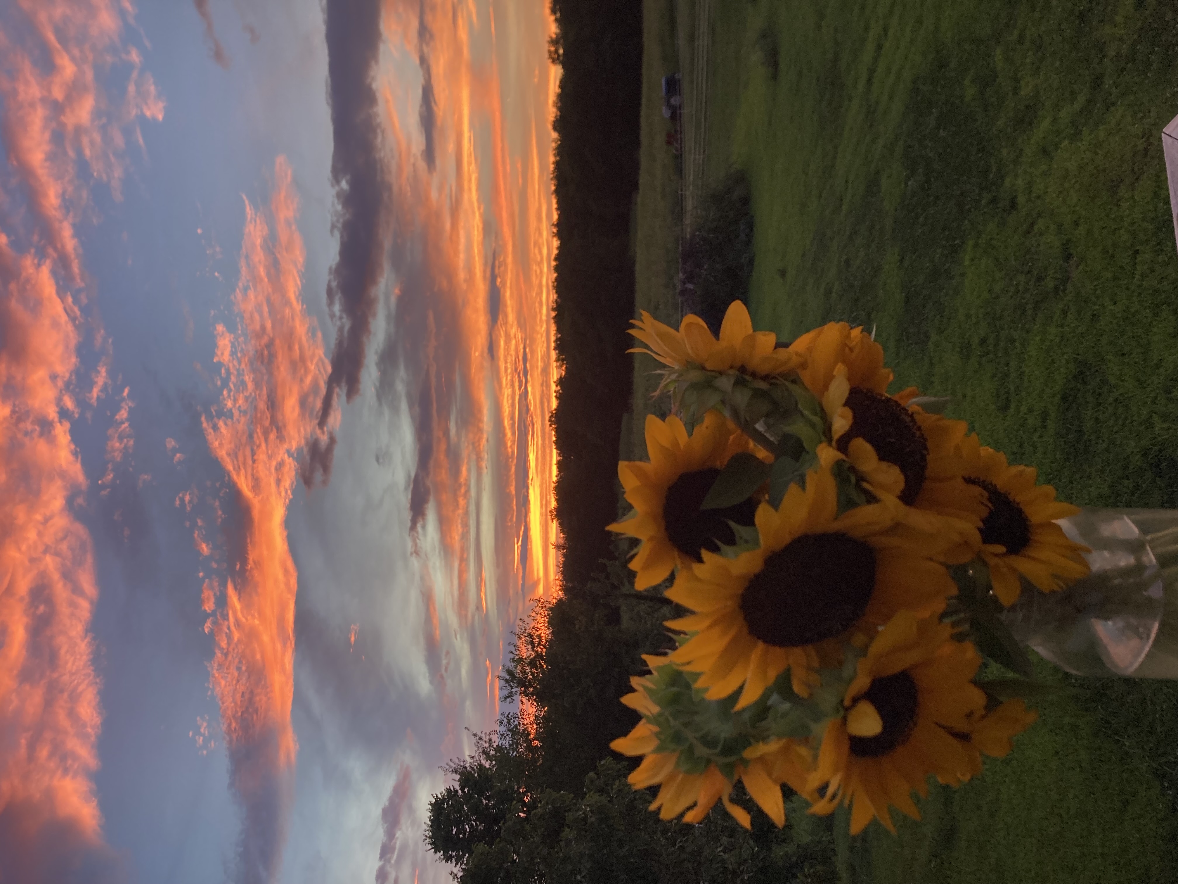 Stunning orange sunset sky over our sunflower fields